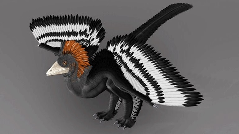 Επιστήμονες έλυσαν το μυστήριο με τον φτερωτό δεινόσαυρο Αγχιόρνις  