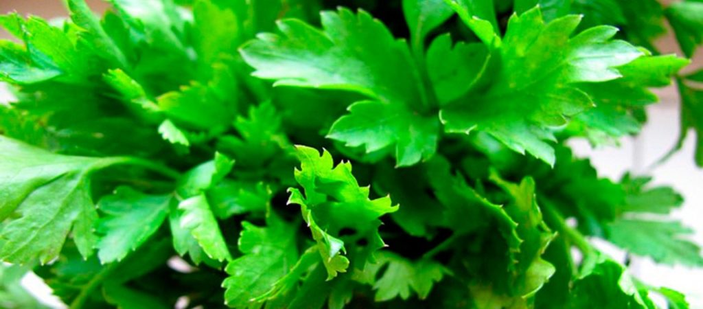 Τέσσερα βότανα στα οποία «υποκλίνεται» η επιστήμη  