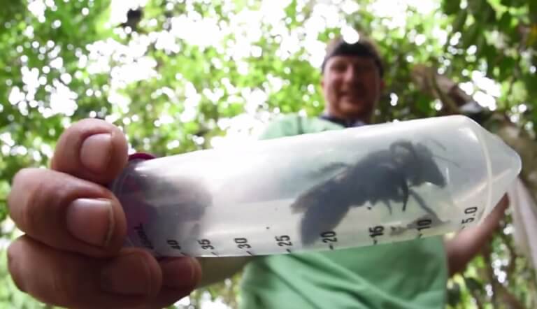 Ανακαλύφθηκε γιγαντιαία μέλισσα και είναι… ζωντανή! Έχει το μέγεθος ενός αντίχειρα!  