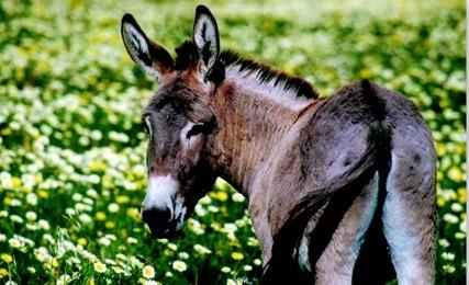 1286: Πόλεμος Τήνου - Νάξου - Σύρου γιὰ ἕναν Γάιδαρο  
