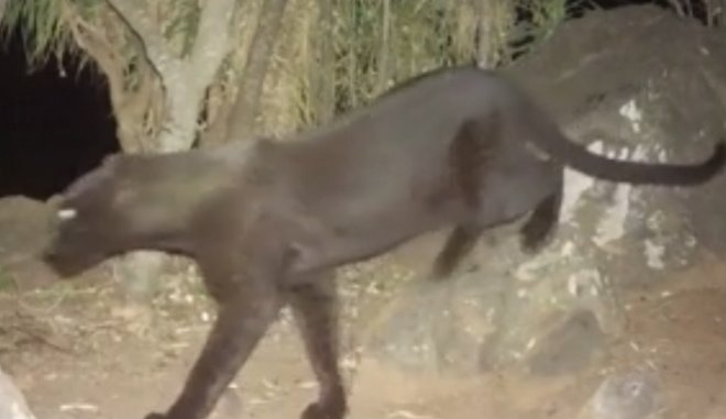 Ο "μαύρος πάνθηρας" ζει! Εμφανίστηκε στην Αφρική πρώτη φορά μετά από 100 χρόνια  