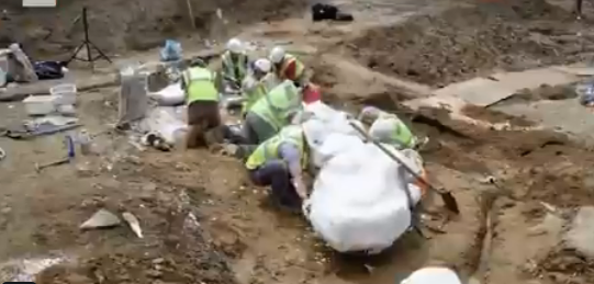 Βρήκαν απολιθώματα σπάνιου δεινοσαύρου ηλικίας 68 εκατ. ετών  