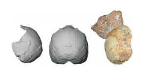 Το παλαιότερο δείγμα του Homo Sapiens της Ευρασίας βρέθηκε στην Ελλάδα!  
