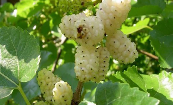 Μεγαλώνει οπουδήποτε και “θεραπεύει” από διαβήτη έως όγκους: Το “άγνωστο” superfood που μέχρι τώρα αγνοούσες!  