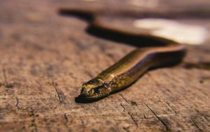«Παραξενόφις» και «Περιεργόφις»: Δύο προϊστορικά φίδια που εντοπίστηκαν μόνο στην Ελλάδα  