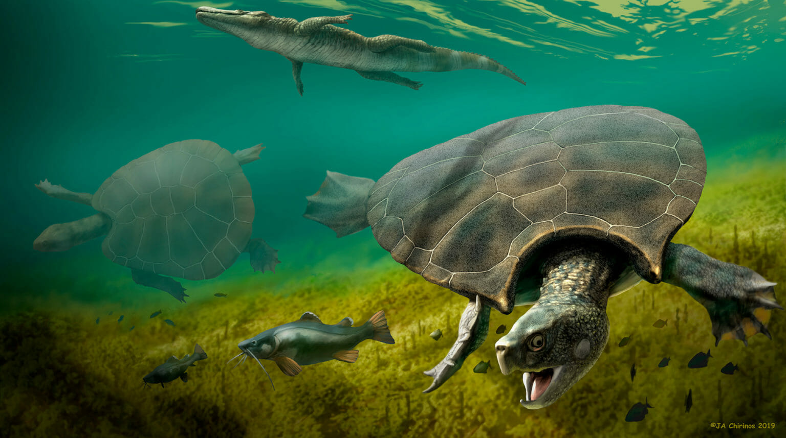 Χελώνα σε μέγεθος αυτοκινήτου! Βρέθηκαν απολιθώματά της στη Νότια Αμερική 