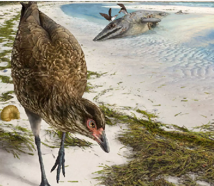 Αστεριόρνις: Βρέθηκε στο Βέλγιο το αρχαιότερο απολίθωμα πουλιού  