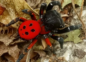Τρίκαλα: Περπατούσε και είδε μπροστά της αυτή τη σπάνια αράχνη! Η άγνωστη ιστορία πίσω από τις εικόνες (Φωτό)  
