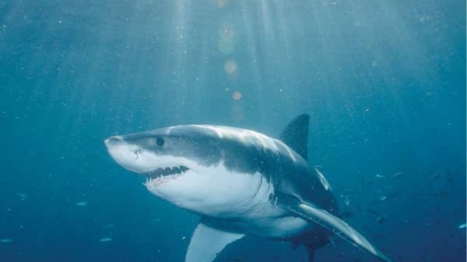 Κορωνοϊός: Μέχρι και μισό εκατομμύριο καρχαρίες μπορεί να θανατωθούν για να παρασκευαστεί το εμβόλιο 