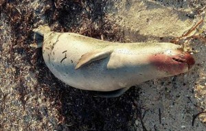 ΣΚΥΡΟΣ: Εντοπίστηκε νεκρή φώκια στην παραλία "Αχίλλι"  