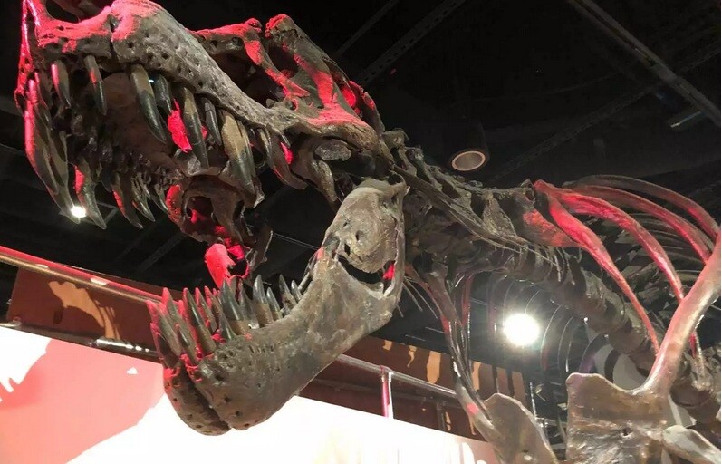 Οι δεινόσαυροι δεν είναι όσοι ξέραμε – Αναγνωρίστηκε νέο είδος 