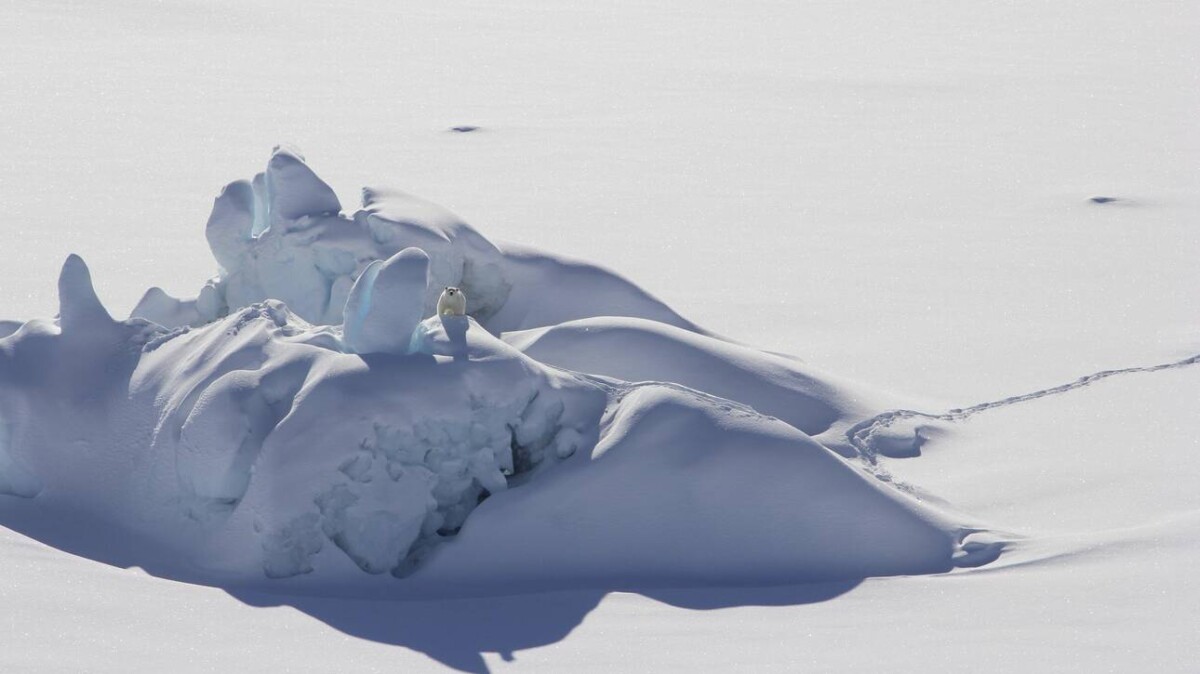 Αρκτική: Το «τελευταίο καταφύγιο» των πολικών αρκούδων λιώνει νωρίτερα από το αναμενόμενο  