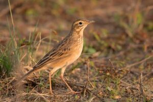 ΔΙΠΛΟΚΕΛΑΔΑ ΝΕΑ ΕΚΠΟΜΠΗ ΠΡΟΣΒΑΣΙΜΗ ΣΕ ΟΛΟΥΣ ΠΡΕΜΙΕΡΑ ΣΗΜΕΡΑ 23.15 ΔΙΑΒΑΙΝΟΝΤΑΣ ΤΗΝ ΑΝΟΠΑΙΑ ΑΤΡΑΠΟ 2025 ΕΠ.97 ΔΙΠΛΟΚΕΛΑΔΑ ΚΑΜΙΑ ΠΑΤΡΙΔΑ ΓΙΑ ΤΟΥΣ ΜΕΛΛΟΘΑΝΑΤΟΥΣ  