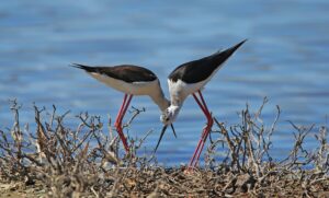 ΚΑΛΑΜΟΚΑΝΑΣ ΝΕΑ ΕΚΠΟΜΠΗ ΠΡΟΣΒΑΣΙΜΗ ΣΕ ΟΛΟΥΣ ΠΡΕΜΙΕΡΑ ΣΗΜΕΡΑ 23.15 ΔΙΑΒΑΙΝΟΝΤΑΣ ΤΗΝ ΑΝΟΠΑΙΑ ΑΤΡΑΠΟ 2025 ΕΠ.132 ΚΑΛΑΜΟΚΑΝΑΣ ΘΑ ΦΑΣ ΕΝΤΟΜΑ ΚΑΙ ΘΑ ΠΕΙΣ ΚΑΙ ΕΝΑ ΤΡΑΓΟΥΔΙ  