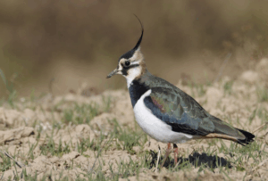 ΚΑΛΗΜΑΝΑ ΝΕΑ ΕΚΠΟΜΠΗ ΠΡΟΣΒΑΣΙΜΗ ΣΕ ΟΛΟΥΣ ΠΡΕΜΙΕΡΑ ΣΗΜΕΡΑ 23.15 ΔΙΑΒΑΙΝΟΝΤΑΣ ΤΗΝ ΑΝΟΠΑΙΑ ΑΤΡΑΠΟ 2025 ΕΠ.155 ΚΑΛΗΜΑΝΑ ΠΑΙΖΟΥΝ ΜΕ ΤΙΣ ΤΥΧΕΣ ΤΩΝ ΛΑΩΝ ΓΙΑ ΤΗΝ ΕΞΟΥΣΙΑ  