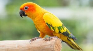 SUN CONURE ΝΕΑ ΕΚΠΟΜΠΗ ΠΡΟΣΒΑΣΙΜΗ ΣΕ ΟΛΟΥΣ ΠΡΕΜΙΕΡΑ ΣΗΜΕΡΑ 23.15 ΔΙΑΒΑΙΝΟΝΤΑΣ ΤΗΝ ΑΝΟΠΑΙΑ ΑΤΡΑΠΟ 2025 ΕΠ.174 SUN CONURE ΑΤΛΑΣ 3/Ι ΕΠΙΣΚΟΠΗΣΗ ΚΑΙ Η ΑΝΑΦΟΡΑ ΤΟΥ ΟΜΗΡΟΥ  