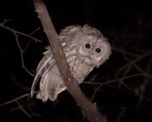 ΧΟΥΧΟΥΡΙΣΤΗΣ ΝΕΑ ΕΚΠΟΜΠΗ ΠΡΟΣΒΑΣΙΜΗ ΣΕ ΟΛΟΥΣ ΠΡΕΜΙΕΡΑ ΣΗΜΕΡΑ 23.15 ΔΙΑΒΑΙΝΟΝΤΑΣ ΤΗΝ ΑΝΟΠΑΙΑ ΑΤΡΑΠΟ 2025 ΕΠ.169 ΧΟΥΧΟΥΡΙΣΤΗΣ ΠΡΟΣΩΠΙΚΟΣ ΑΡΙΘΜΟΣ - ΕΠΕΤΕΙΟΣ ΤΡΑΜΠ - ΕΛΤΑ  
