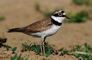 ΠΟΤΑΜΟΣΦΥΡΙΧΤΗΣ ΝΕΑ ΕΚΠΟΜΠΗ ΠΡΟΣΒΑΣΙΜΗ ΣΕ ΟΛΟΥΣ ΠΡΕΜΙΕΡΑ ΣΗΜΕΡΑ 23.15 ΔΙΑΒΑΙΝΟΝΤΑΣ ΤΗΝ ΑΝΟΠΑΙΑ ΑΤΡΑΠΟ 2025 ΕΠ.194 ΠΟΤΑΜΟΣΦΥΡΙΧΤΗΣ ΛΙΓΟ ΠΡΙΝ ΤΟ ΤΕΛΟΣ ΛΙΓΟ ΜΕΤΑ ΤΗΝ ΑΡΧΗ  