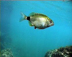 ΣΠΑΡΟΣ ΝΕΑ ΕΚΠΟΜΠΗ ΠΡΟΣΒΑΣΙΜΗ ΣΕ ΟΛΟΥΣ ΠΡΕΜΙΕΡΑ ΣΗΜΕΡΑ 23.15 ΔΙΑΒΑΙΝΟΝΤΑΣ ΤΗΝ ΑΝΟΠΑΙΑ ΑΤΡΑΠΟ 2026 ΕΠ.11 ΣΠΑΡΟΣ ΕΝΑΣ ΧΡΟΝΟΣ ΤΡΑΜΠ  