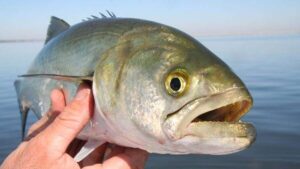 ΓΟΦΑΡΙ ΝΕΑ ΕΚΠΟΜΠΗ ΠΡΟΣΒΑΣΙΜΗ ΣΕ ΟΛΟΥΣ ΠΡΕΜΙΕΡΑ ΣΗΜΕΡΑ 23.15 ΔΙΑΒΑΙΝΟΝΤΑΣ ΤΗΝ ΑΝΟΠΑΙΑ ΑΤΡΑΠΟ 2026 ΕΠ.12 ΓΟΦΑΡΙ ΕΝΤΟΛΗ ΤΡΑΜΠ : ΚΑΝΤΕ ΤΟΥΣ ΝΑ ΒΓΑΛΟΥΝ ΤΟ ΣΚΑΣΜΟ  