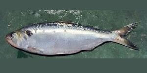 ΒΛΑΧΟΣ ΝΕΑ ΕΚΠΟΜΠΗ ΠΡΟΣΒΑΣΙΜΗ ΣΕ ΟΛΟΥΣ ΠΡΕΜΙΕΡΑ ΣΗΜΕΡΑ 23.15 ΔΙΑΒΑΙΝΟΝΤΑΣ ΤΗΝ ΑΝΟΠΑΙΑ ΑΤΡΑΠΟ 2026 ΕΠ.23 ΒΛΑΧΟΣ ΣΥΛΛΗΨΗ ΤΟΥ ΑΝΤΡΙΟΥ ΑΡΧΗ ΕΚΚΑΘΑΡΙΣΕΩΝ Α ΜΕΡΟΣ  