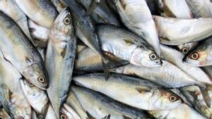 ΣΑΡΔΕΛΑ ΝΕΑ ΕΚΠΟΜΠΗ ΠΡΟΣΒΑΣΙΜΗ ΣΕ ΟΛΟΥΣ ΠΡΕΜΙΕΡΑ ΣΗΜΕΡΑ 23.15 ΔΙΑΒΑΙΝΟΝΤΑΣ ΤΗΝ ΑΝΟΠΑΙΑ ΑΤΡΑΠΟ 2026 ΕΠ.27 ΣΑΡΔΕΛΑ ΠΟΛΕΜΟΣ ΙΡΑΝ - ΙΣΡΑΗΛ - ΗΠΑ ΟΛΑ ΕΓΙΝΑΝ ΟΠΟΤΕ ΕΙΠΑ  