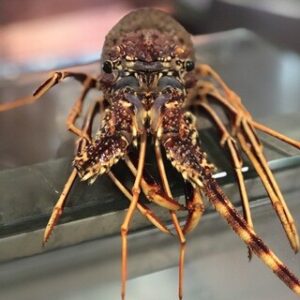 ΑΣΤΑΚΟΣ ΝΕΑ ΕΚΠΟΜΠΗ ΠΡΟΣΒΑΣΙΜΗ ΣΕ ΟΛΟΥΣ ΠΡΕΜΙΕΡΑ ΣΗΜΕΡΑ 23.15 ΔΙΑΒΑΙΝΟΝΤΑΣ ΤΗΝ ΑΝΟΠΑΙΑ ΑΤΡΑΠΟ 2026 ΕΠ.29 ΑΣΤΑΚΟΣ ΕΠΙΘΕΣΗ ΣΤΟ ΙΡΑΝ - ΚΥΠΡΟΣ ΚΑΙ ΚΡΗΤΗ ΣΕ ΚΙΝΔΥΝΟ  