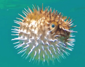 ΣΚΑΝΤΖΟΨΑΡΟ ΝΕΑ ΕΚΠΟΜΠΗ ΠΡΟΣΒΑΣΙΜΗ ΣΕ ΟΛΟΥΣ ΠΡΕΜΙΕΡΑ ΣΗΜΕΡΑ 23.15 ΔΙΑΒΑΙΝΟΝΤΑΣ ΤΗΝ ΑΝΟΠΑΙΑ ΑΤΡΑΠΟ 2026 ΕΠ.38 ΣΚΑΝΤΖΟΨΑΡΟ 13η ΜΕΡΑ ΤΟΥ ΠΟΛΕΜΟΥ : Η ΑΛΛΗ ΠΛΕΥΡΑ  