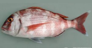 ΤΣΑΟΥΣΙ ΝΕΑ ΕΚΠΟΜΠΗ ΠΡΟΣΒΑΣΙΜΗ ΣΕ ΟΛΟΥΣ ΠΡΕΜΙΕΡΑ ΣΗΜΕΡΑ 23.15 ΔΙΑΒΑΙΝΟΝΤΑΣ ΤΗΝ ΑΝΟΠΑΙΑ ΑΤΡΑΠΟ 2026 ΕΠ52 ΤΣΑΟΥΣΙ ΥΛΟΠΟΙΟΥΝΤΑΙ ΤΑ ΠΡΩΤΟΚΟΛΛΑ ΤΩΝ ΣΟΦΩΝ ΣΙΩΝ ΣΤΟ ΙΡΑΝ  