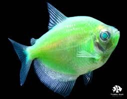 ΠΡΑΣΙΝΟ ΤΕΤΡΑ ΝΕΑ ΕΚΠΟΜΠΗ ΠΡΟΣΒΑΣΙΜΗ ΣΕ ΟΛΟΥΣ ΠΡΕΜΙΕΡΑ ΣΗΜΕΡΑ 23.15 ΔΙΑΒΑΙΝΟΝΤΑΣ ΤΗΝ ΑΝΟΠΑΙΑ ΑΤΡΑΠΟ 2026 ΕΠ.41 ΠΡΑΣΙΝΟ ΤΕΤΡΑ  ΤΡΑΜΠ : ΣΤΕΙΛΤΕ ΠΛΟΙΑ ΣΤΑ ΣΤΕΝΑ ΤΟΥ ΟΡΜΟΥΖ  