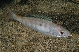 ΜΑΡΙΔΑ ΝΕΑ ΕΚΠΟΜΠΗ ΠΡΟΣΒΑΣΙΜΗ ΣΕ ΟΛΟΥΣ ΠΡΕΜΙΕΡΑ ΣΗΜΕΡΑ 23.15 ΔΙΑΒΑΙΝΟΝΤΑΣ ΤΗΝ ΑΝΟΠΑΙΑ ΑΤΡΑΠΟ 2026 ΕΠ.51 ΜΑΡΙΔΑ ΤΑ ΠΛΑΝΑ ΤΩΝ ΕΠΙΚΥΡΙΑΡΧΩΝ ΓΙΑ ΕΝΕΡΓΕΙΑ ΚΑΙ ΤΡΟΦΗ  