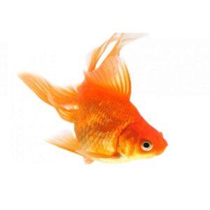 ΧΡΥΣΟΨΑΡΟ ΝΕΑ ΕΚΠΟΜΠΗ ΠΡΟΣΒΑΣΙΜΗ ΣΕ ΟΛΟΥΣ ΠΡΕΜΙΕΡΑ ΣΗΜΕΡΑ 23.15 ΔΙΑΒΑΙΝΟΝΤΑΣ ΤΗΝ ΑΝΟΠΑΙΑ ΑΤΡΑΠΟ 2026 ΕΠ.40 ΧΡΥΣΟΨΑΡΟ Α ΔΕΝ ΤΕΛΕΙΩΣΕ Ο ΠΟΛΕΜΟΣ ; - Ο ΚΑΝΟΝΑΣ 40 40 20  