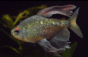 DIAMOND TETRA ΝΕΑ ΕΚΠΟΜΠΗ ΠΡΟΣΒΑΣΙΜΗ ΣΕ ΟΛΟΥΣ ΠΡΕΜΙΕΡΑ ΣΗΜΕΡΑ 23.15 ΔΙΑΒΑΙΝΟΝΤΑΣ ΤΗΝ ΑΝΟΠΑΙΑ ΑΤΡΑΠΟ 2026 ΕΠ.88 DIAMOND TETRA ΟΙ ΣΕΙΣΜΟΙ ΣΤΗΝ ΕΥΒΟΙΑ ΚΑΙ Η ΣΥΜΒΑΣΗ ΚΟΥΠΕΡ  